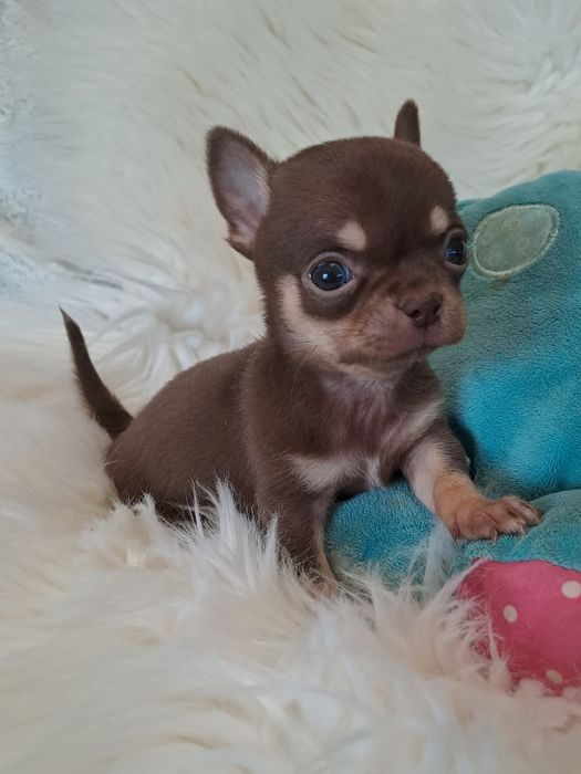 **SAMI**piesek chihuahua xxs choco & tan do rezerwacji