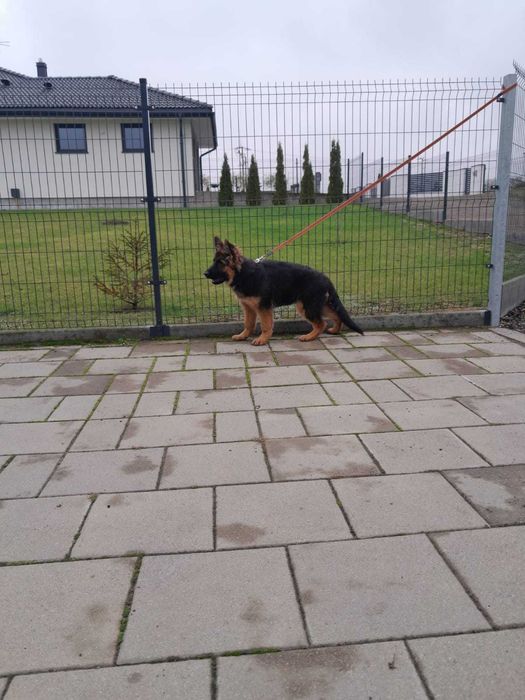 Szczenię suczka owczarek niemiecki