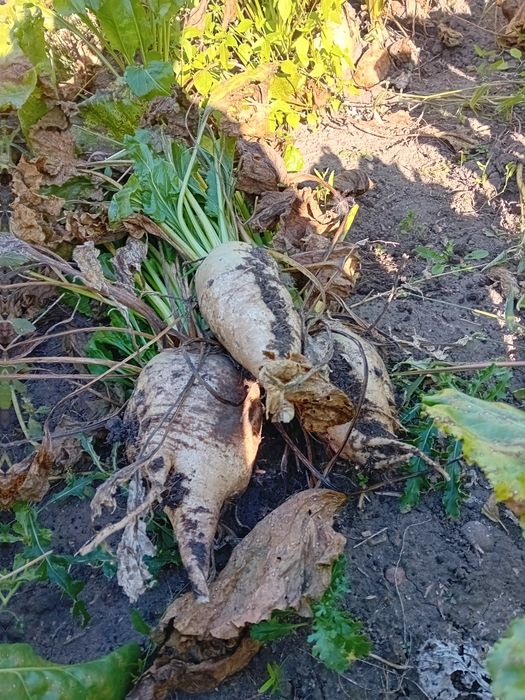 Buraki pastewne Ćwikła