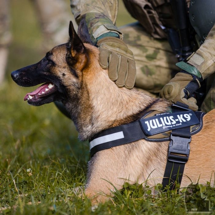 NOVOS - Peitoral K9 personalizável