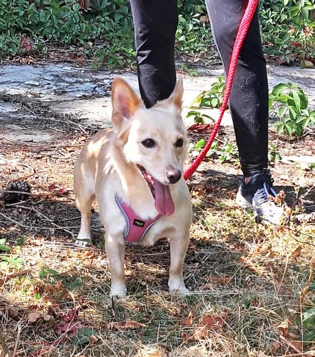 Cudna, przytulaśna, przekochana, wesoła sunia szuka domu