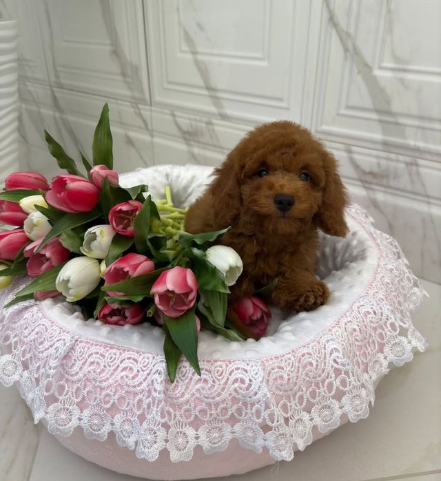 Шикарний малиш той пудель