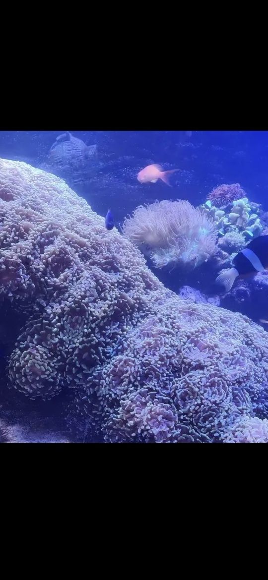 Euphyllia paraancora akwarium morskie