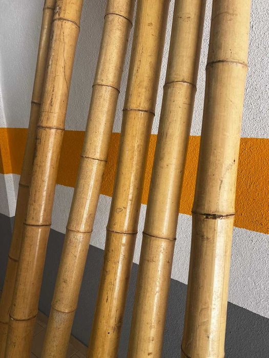 6 postes de bambu em ótimo estado (240 cm / 10 cm)