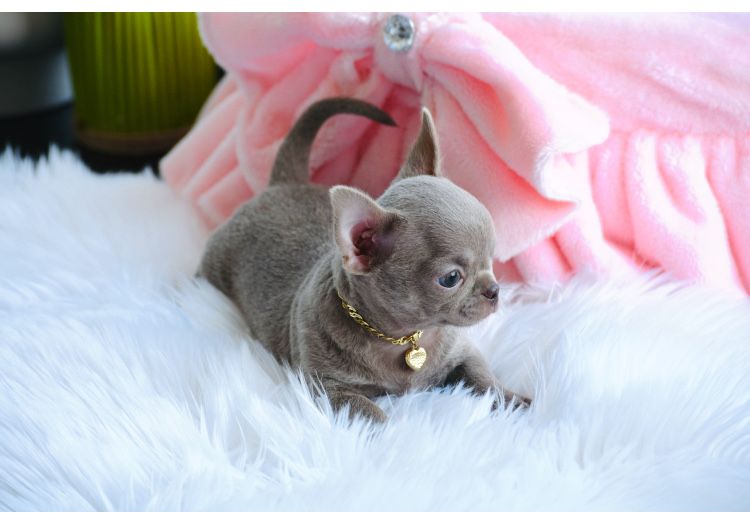 Cudny Mini Liliowy Chihuahua Boy gotowy do odbioru
