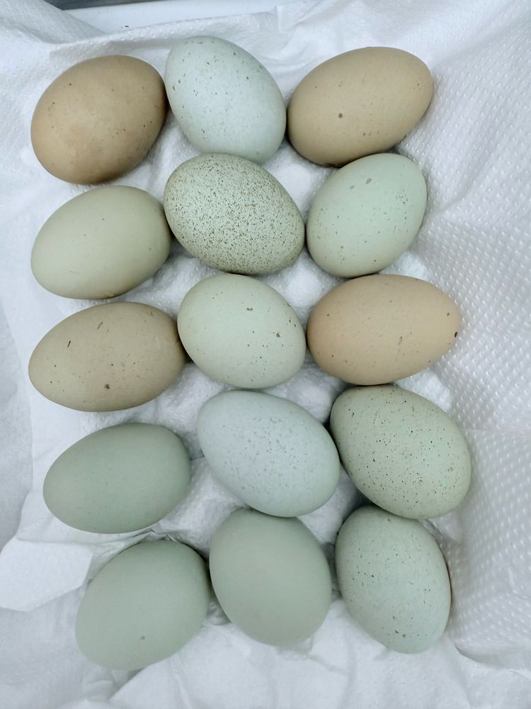 Silverudd Blue kogucik 6 tygodniowy splash import Austria