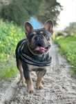 Bulldog Francês para Montas