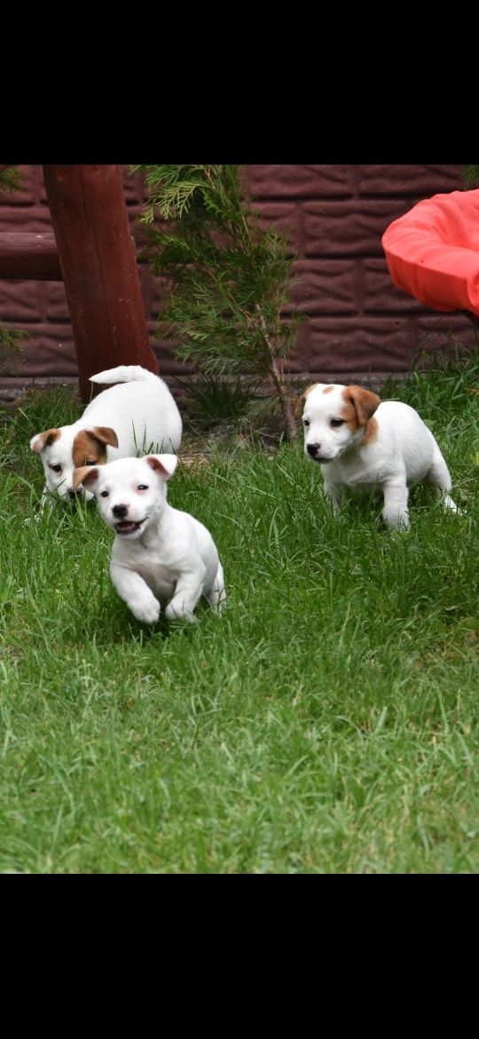 Jack Russel Terrier Suczka!