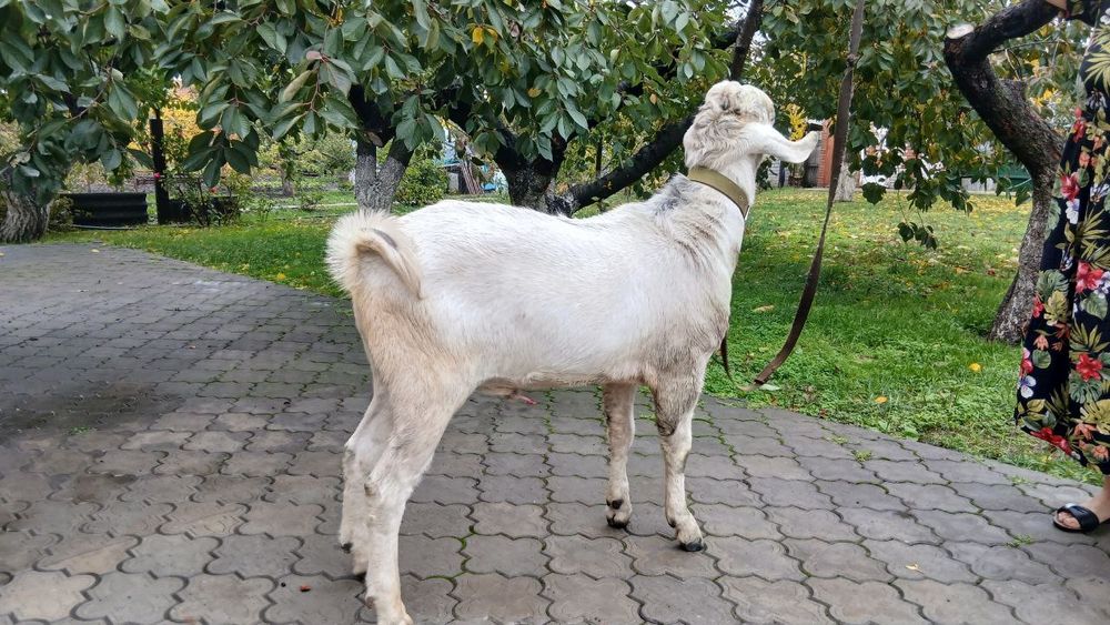 Продам Козла Англо-Нубиец