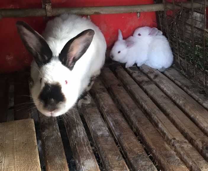 Кролики, Каліфорнія