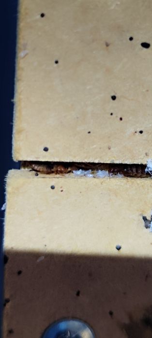 Likwidacja pluskiew. Odpluskwianie. Skutecznie z Gwarancją. InsektSTOP