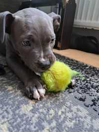 Amstaff American Stafford Shire Terrier