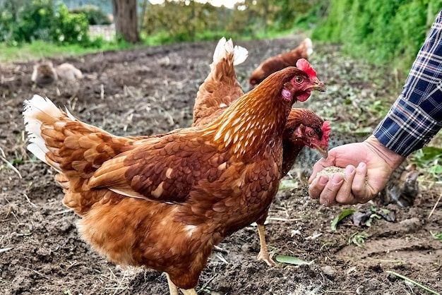 Новомиргород! Доставка безкоштовна! КУРИ НЕСУШКИ!