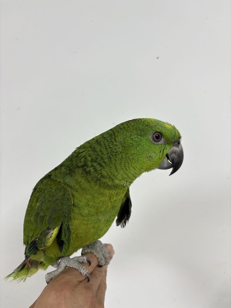 Papagaio auropalliata