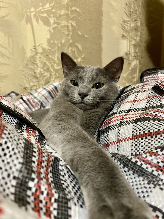 Віддам кошеня в добрі руки 5-6 місяців