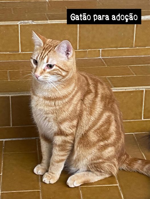 Gatinhos para adoção responsável