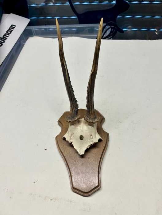 Coleção particular de troféus de caça