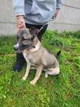 Piękna IGA - mix owczarka niemieckiego i husky szuka domu !!