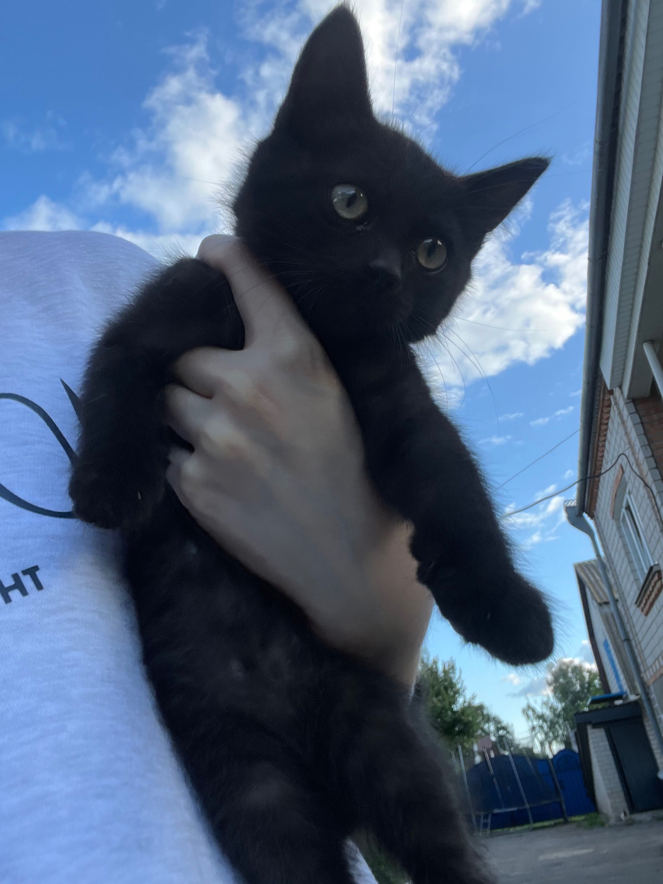 Кошенята у добрі руки!