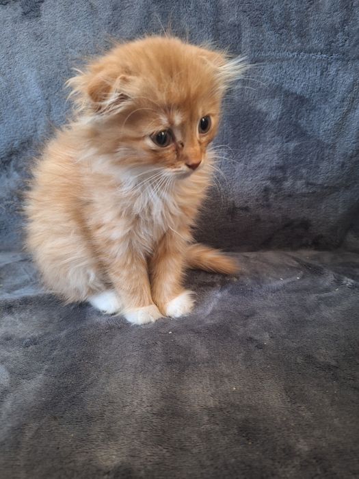 Риженьке Кошеня 1,5м