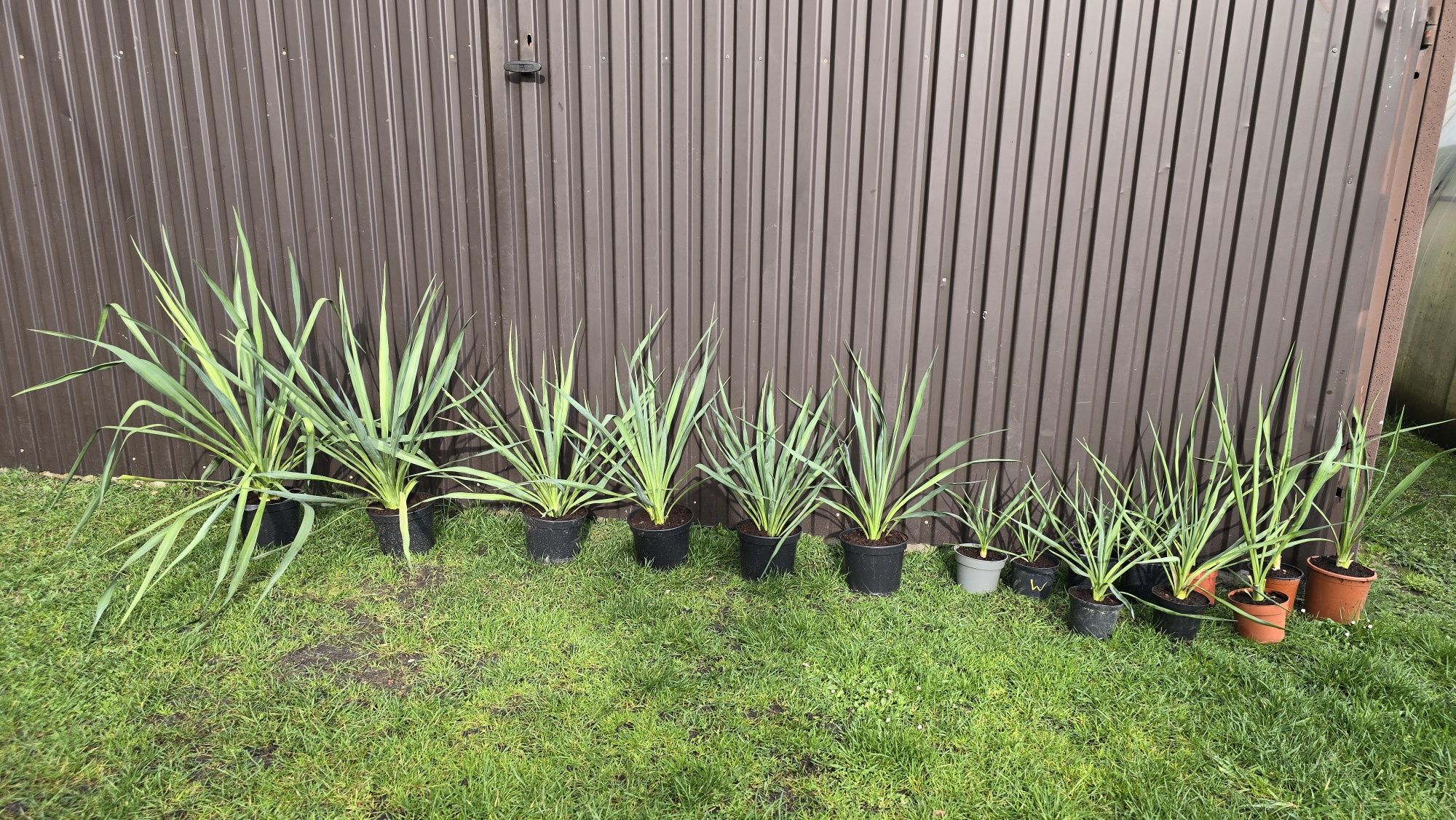 Juka yucca gloriosa