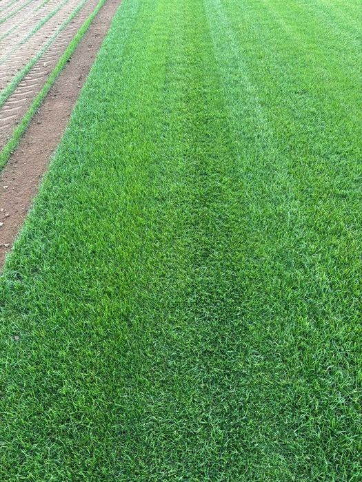 Trawa Z Rolki / PRODUCENT / Transport