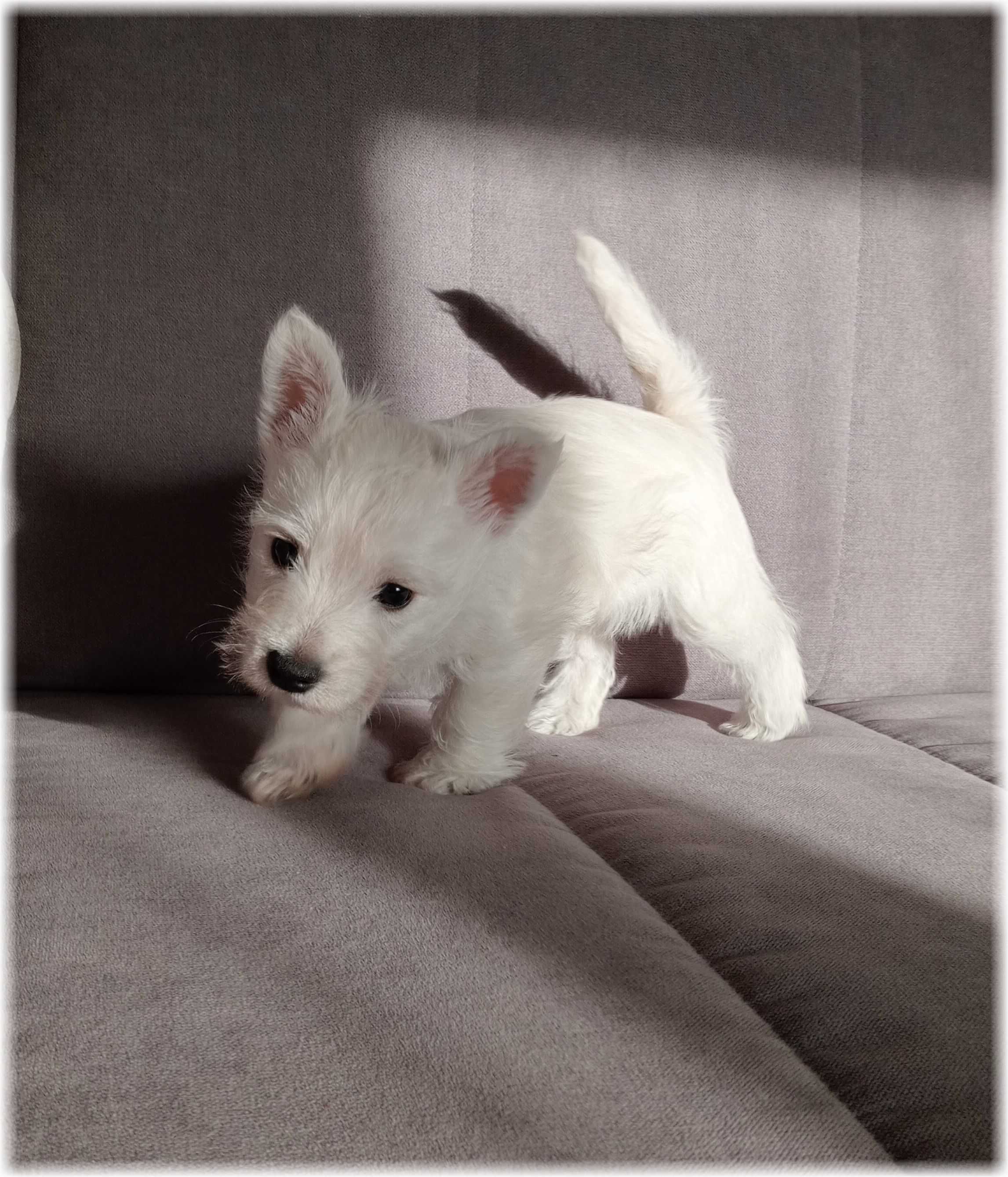 West Highland White Terrier | ZKwP FCI  CMO-0  PIESEK rezerwacje 2024