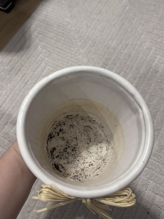 Piekna estetyczna donica z motylkiem do odswiezenia