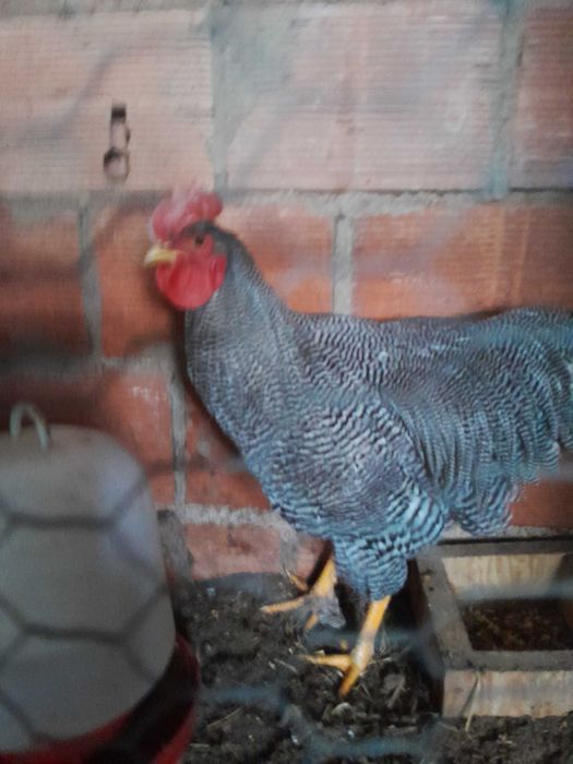 galos jersey gigante e plymouth