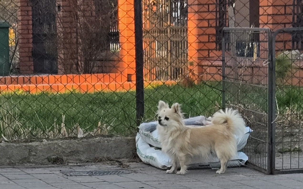 Chihuahua bezowa suka Hodowlana