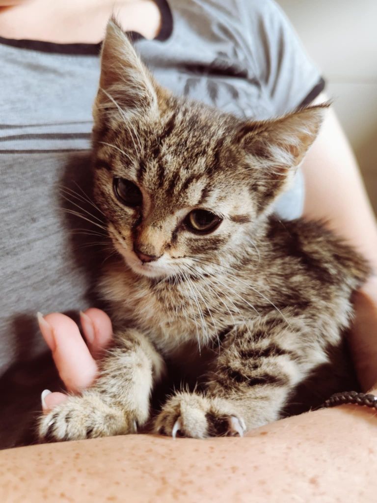 Kotka do adopcji