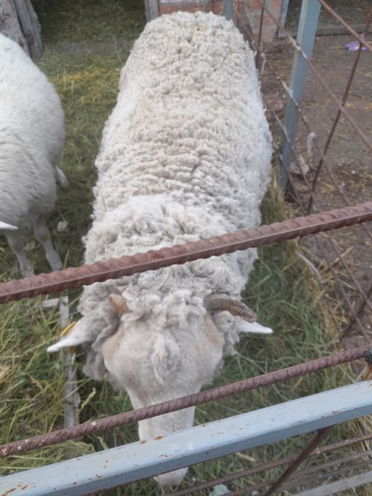 Вівця на розведення/м'ясо