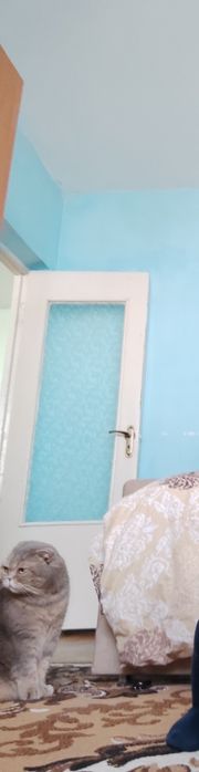 Віддам кицю в добрі руки