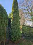 Thuja tuja szmaragd 3m 5m