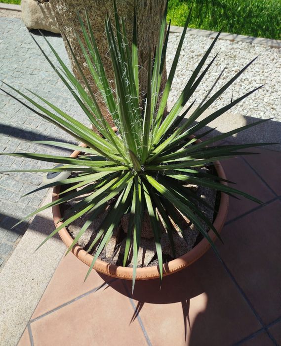 Plantas catos grandes