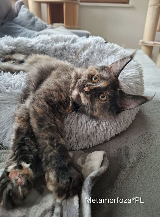 Kotka maine coon / ew. do hodowli