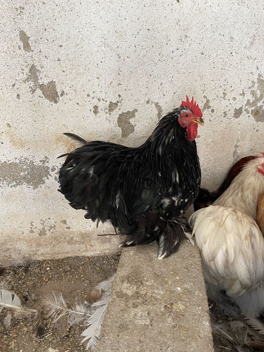 Galos pekins adultos várias cores