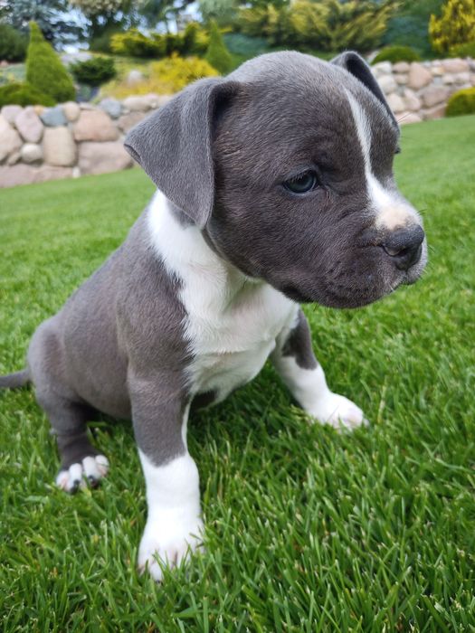 Suczka Amstaff blue