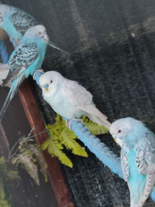 Papugi faliste różne