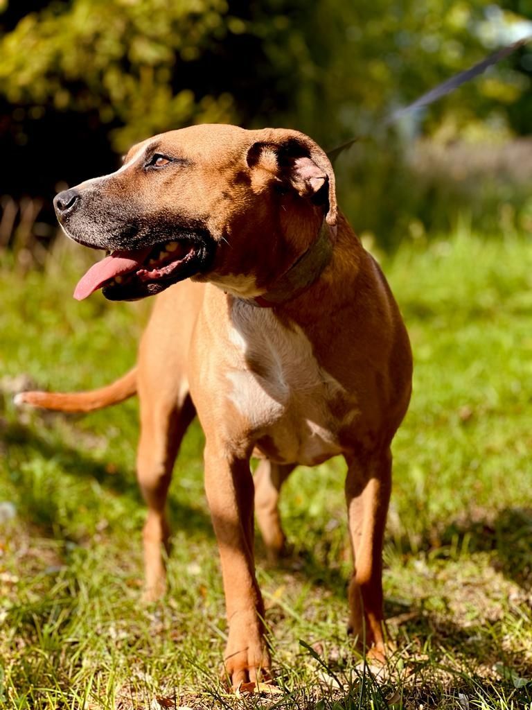 Roxi AMSTAFF szuka kochającego domu!