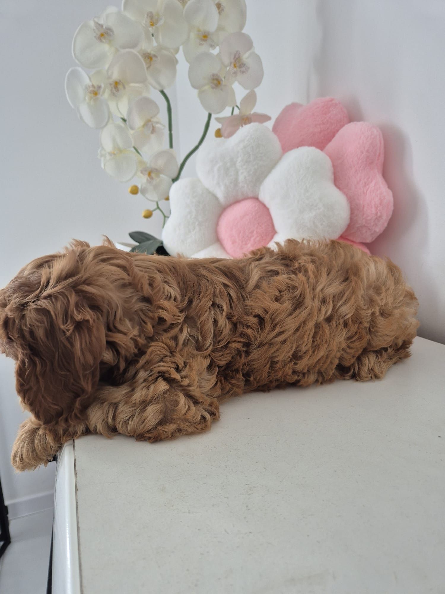 Piesio Cavapoo F1 Cavalier - Pudel