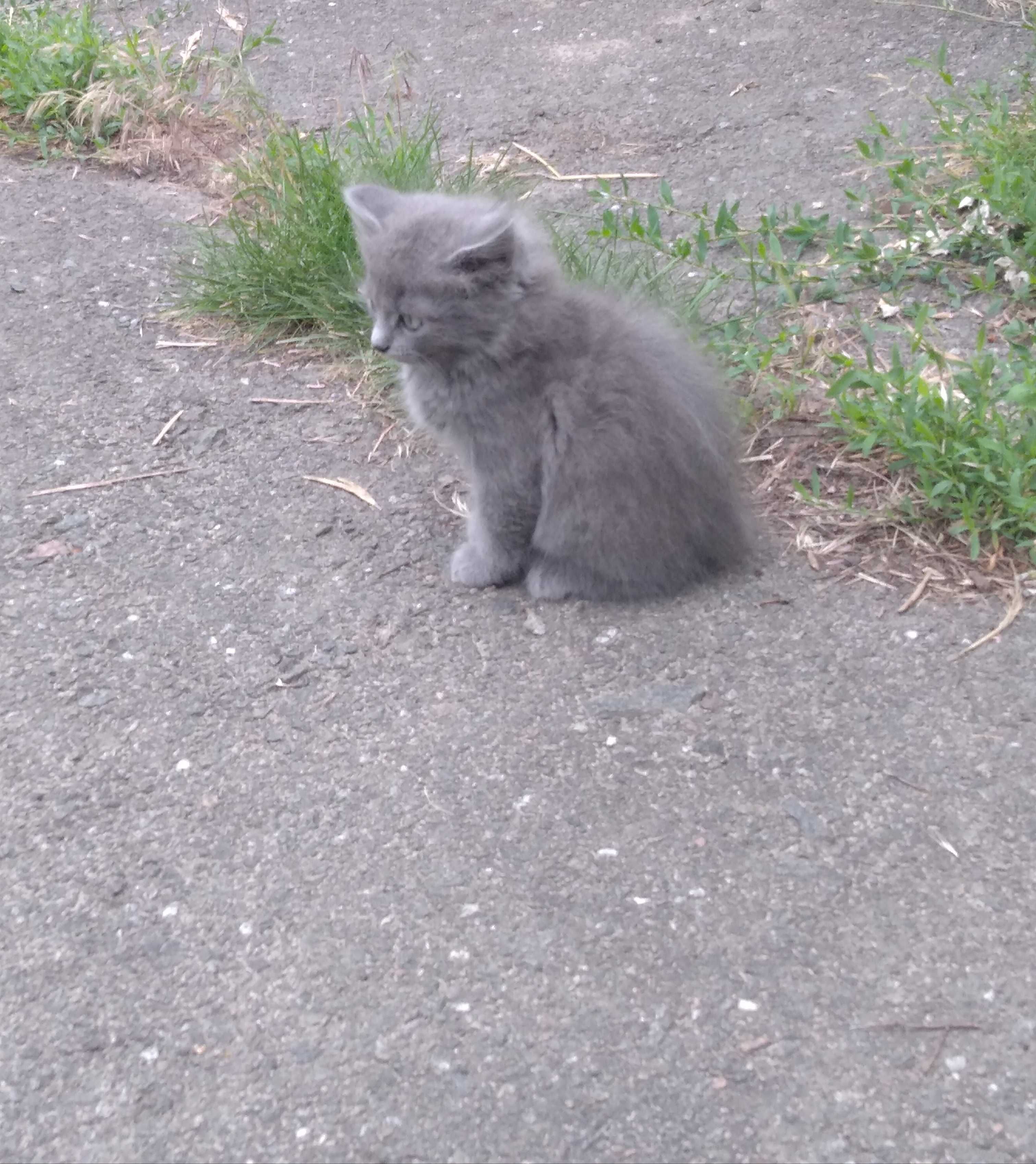 Котики в добрі руки