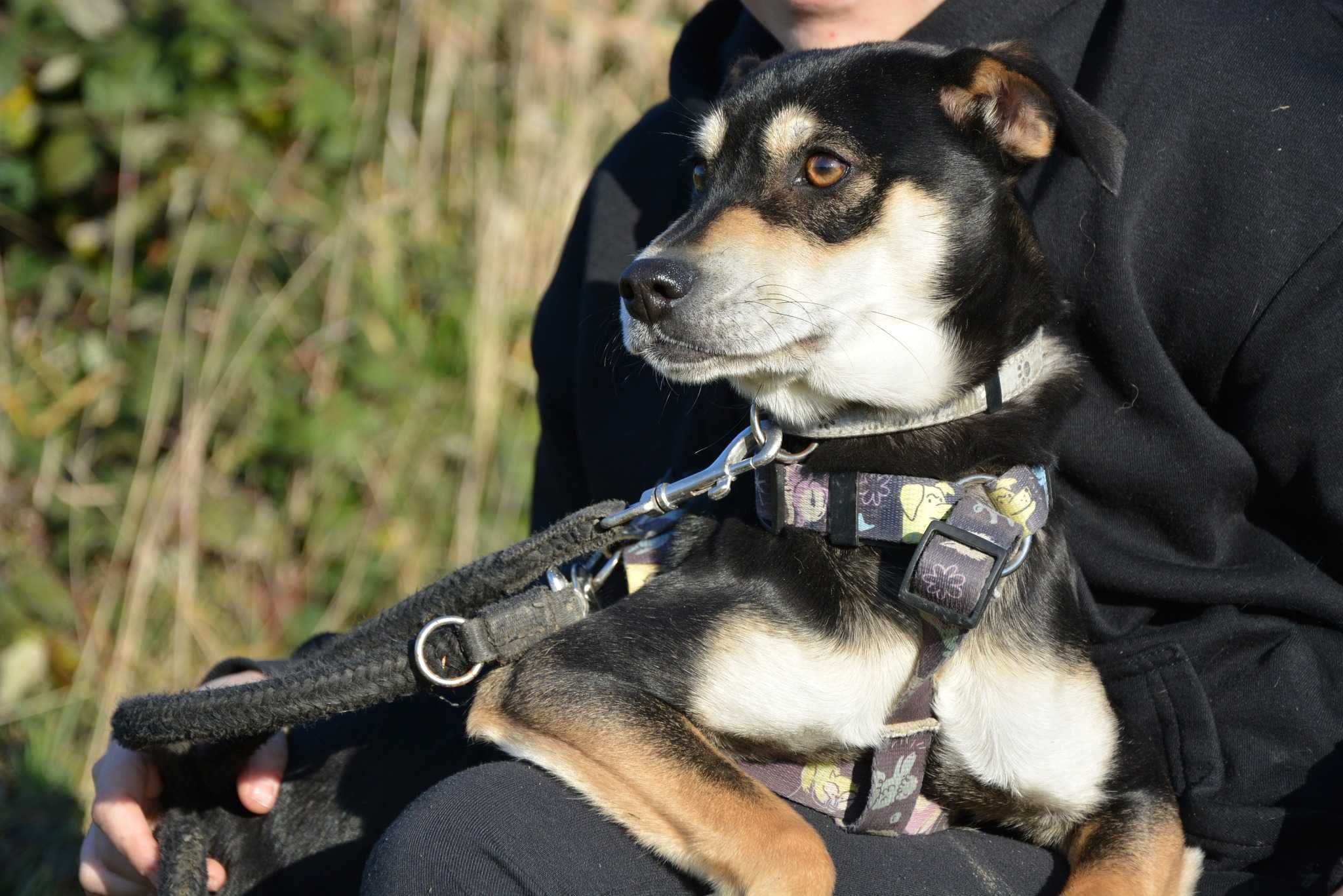 Trufel - młody słodziak, potrzebujący wspierającego opiekuna- adopcja.