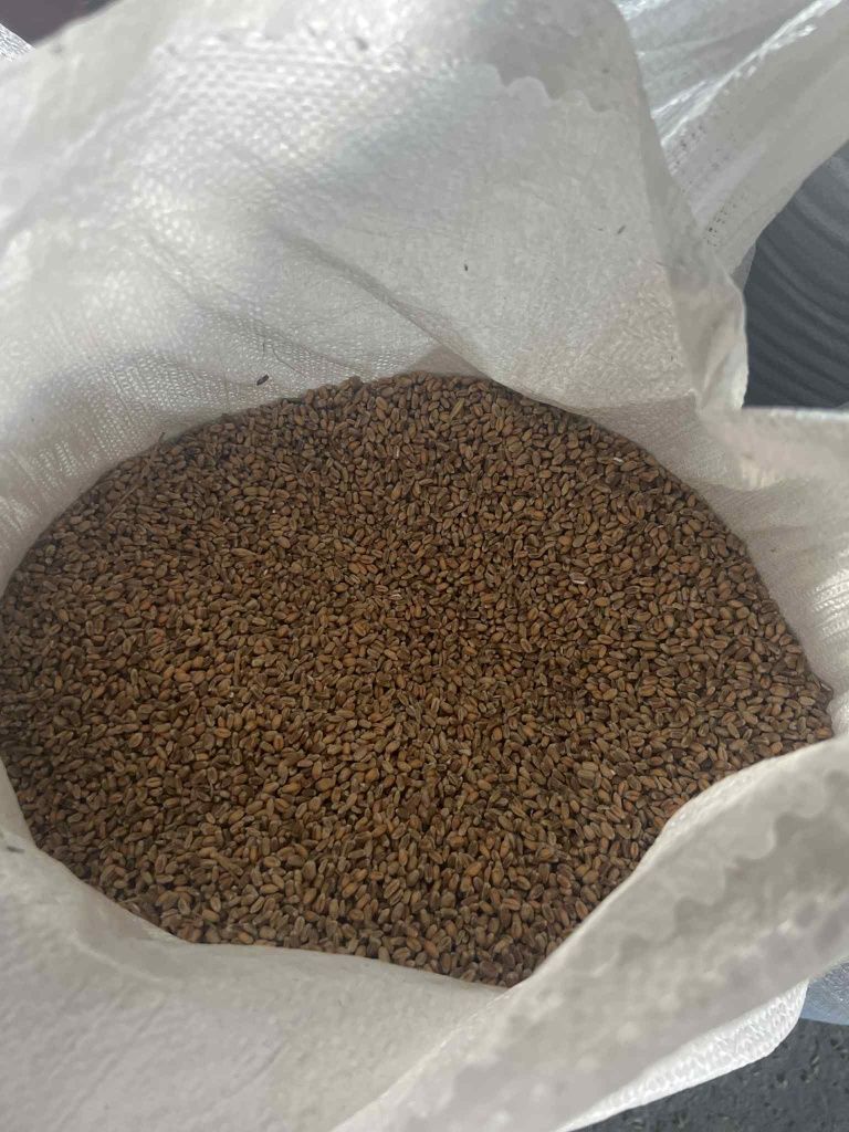 Pszenica worek 30 kg