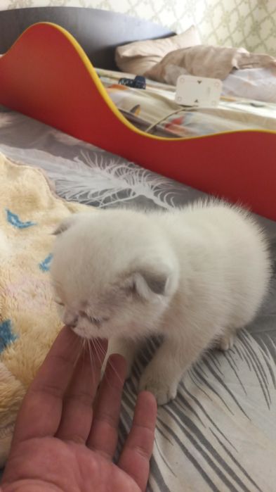 Котёнка поинтовая британская шиншилла
