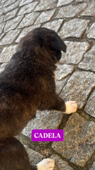 Filhote - Pequena cadelinha à procura de uma família de verdade