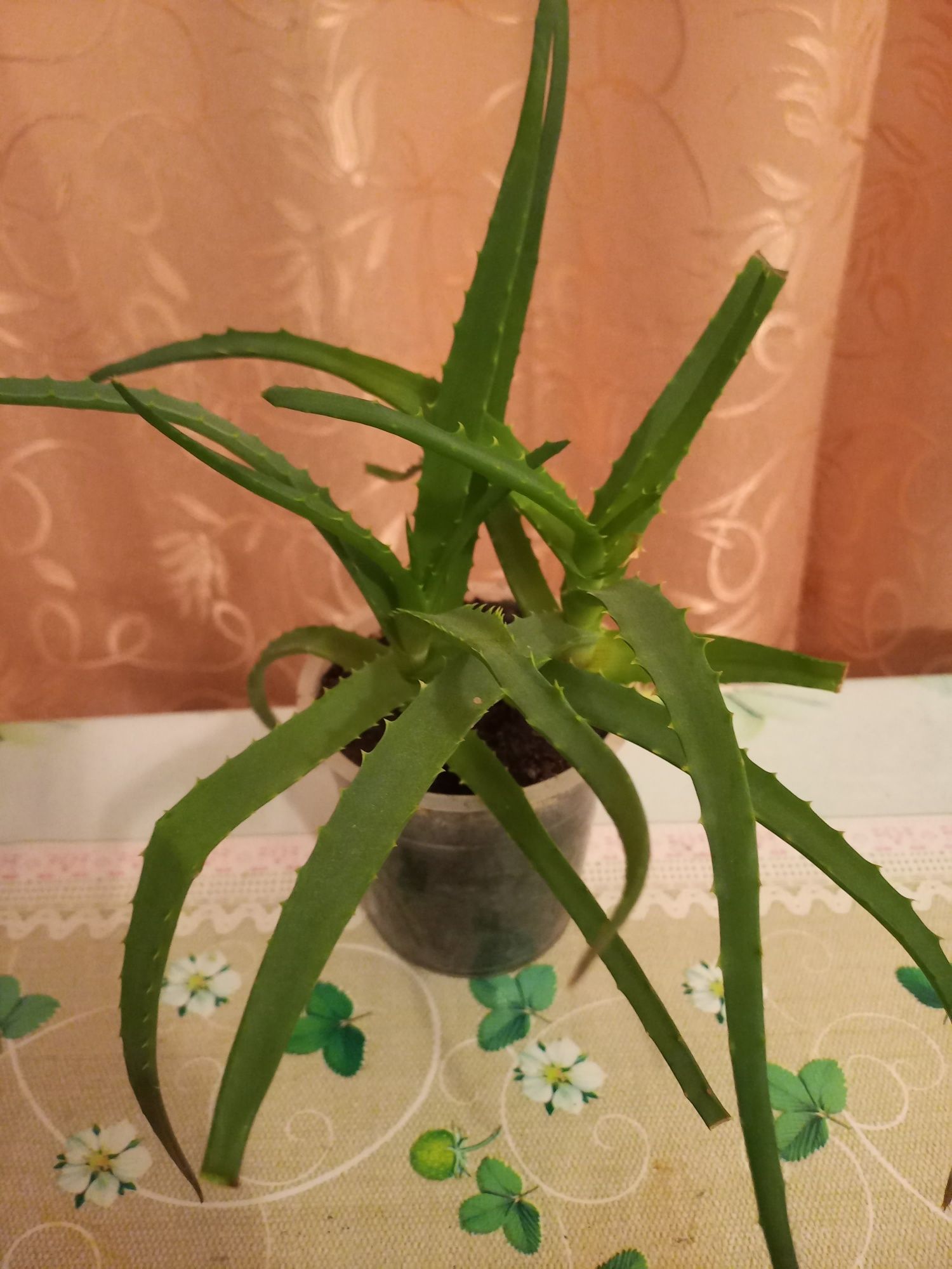 Продам вазончики алое