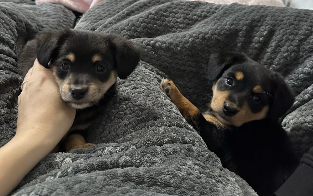 Pieski szukają kochających domów