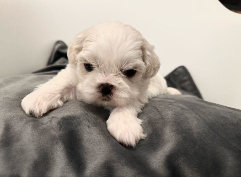 Piesek Shih-Tzu z rodowodem