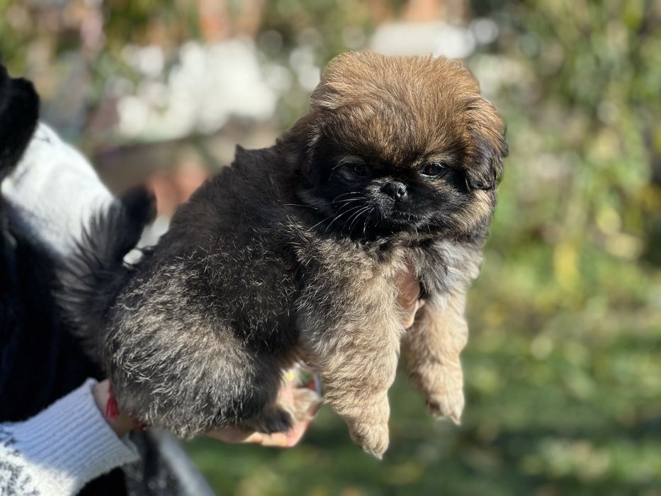 Продам Пекінеса дівчинка 1 міс